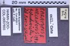 Etikette zu Melanotus pseudoarctus (Platia & Schimmel, 2001) (NHMW-ZOO-COL-0007655)
